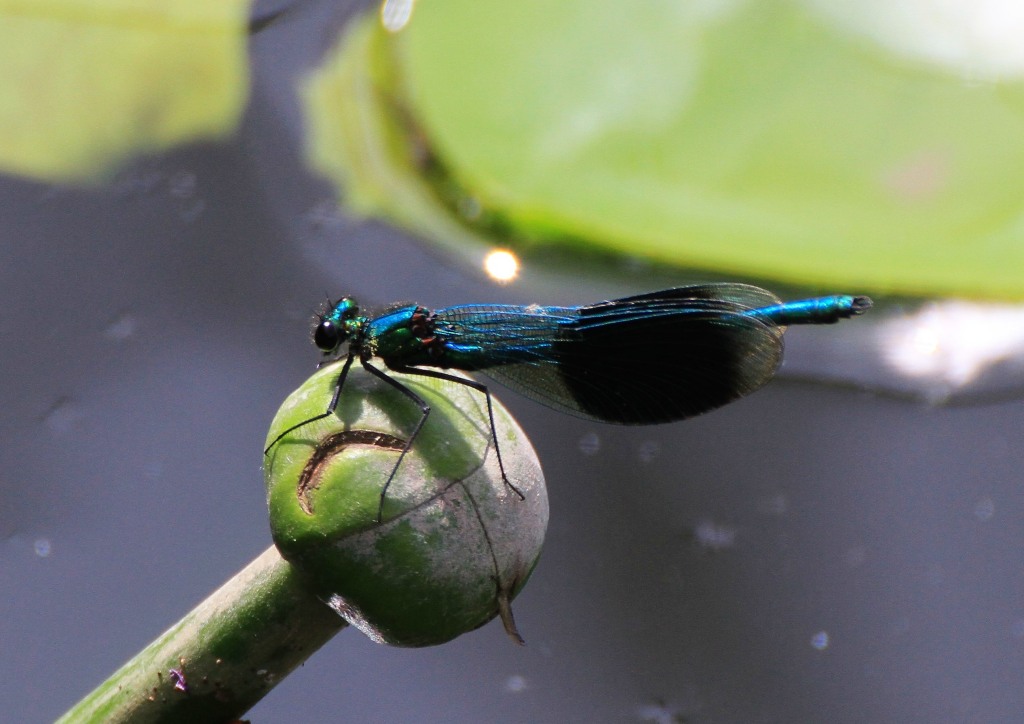 Banded Agrion Damselfly  Banded Agrion Damselfly