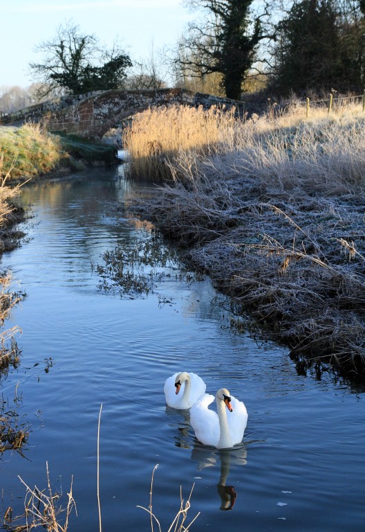 Mute Swans