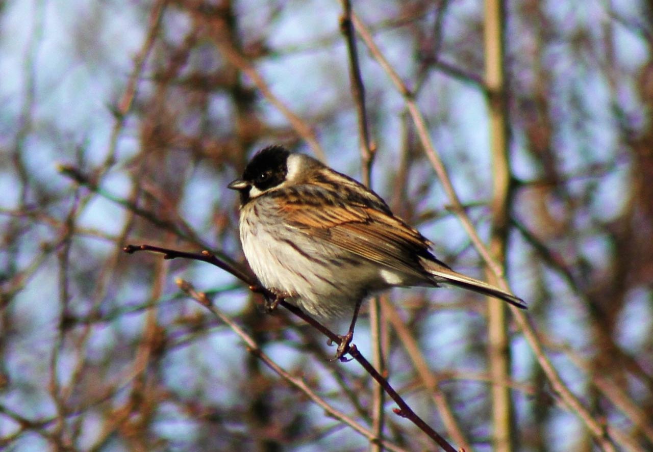 Reed Bunting  Reed Bunting