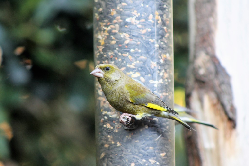 Greenfinch