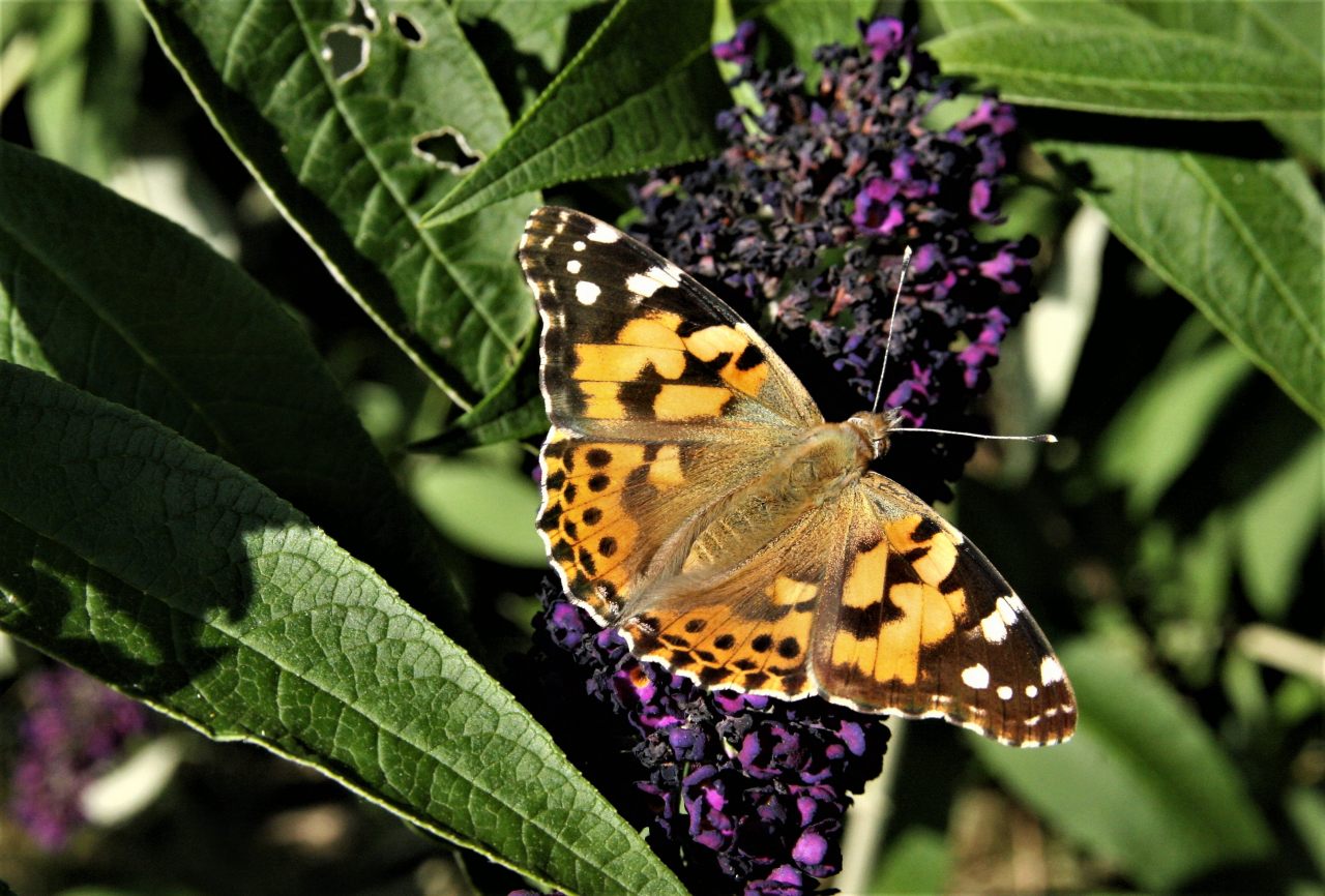 Painted Lady