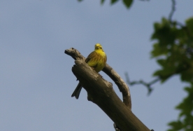 Yellow Hammer