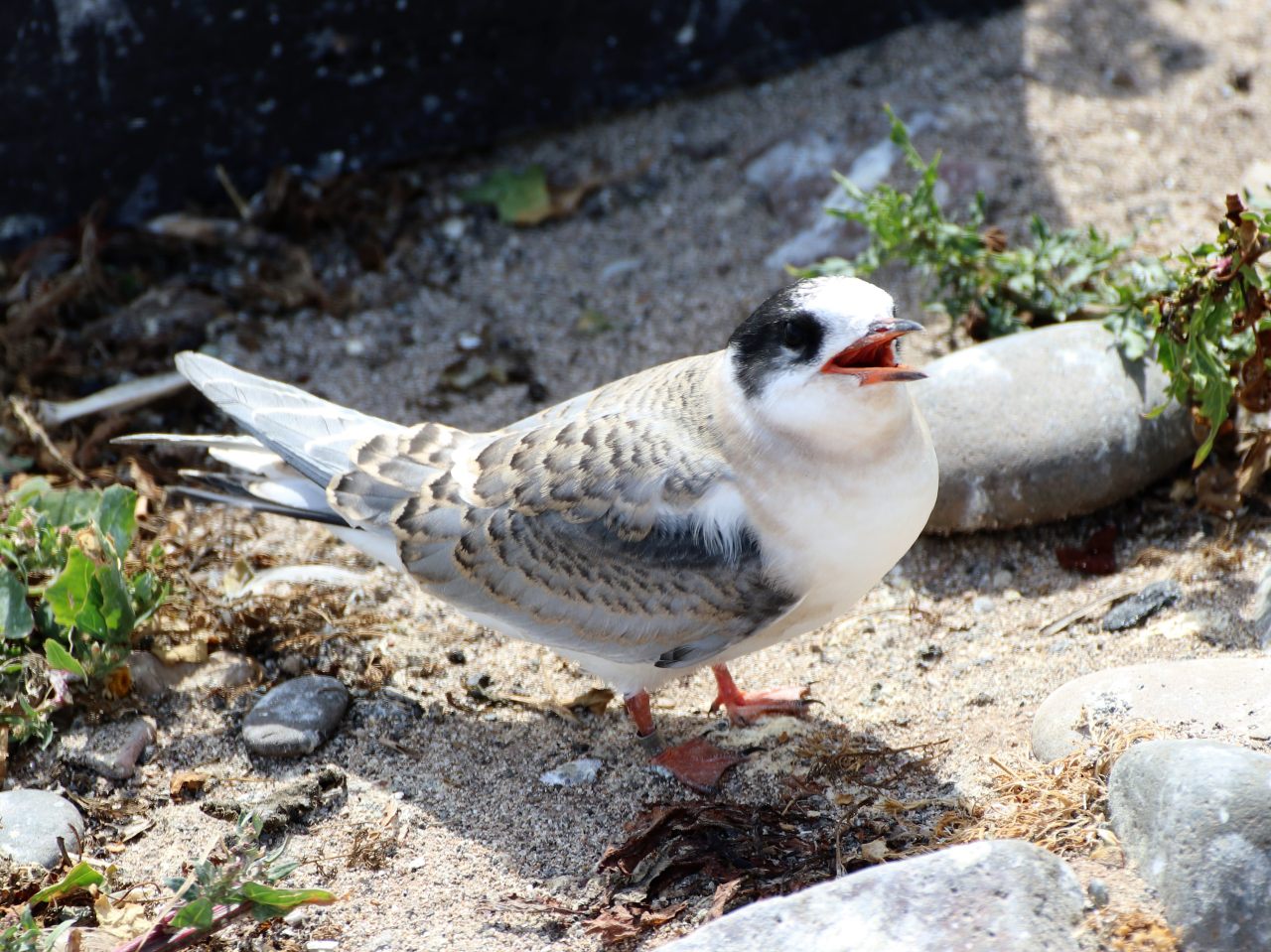 Arctic Tern Chick  Arctic Tern Chick