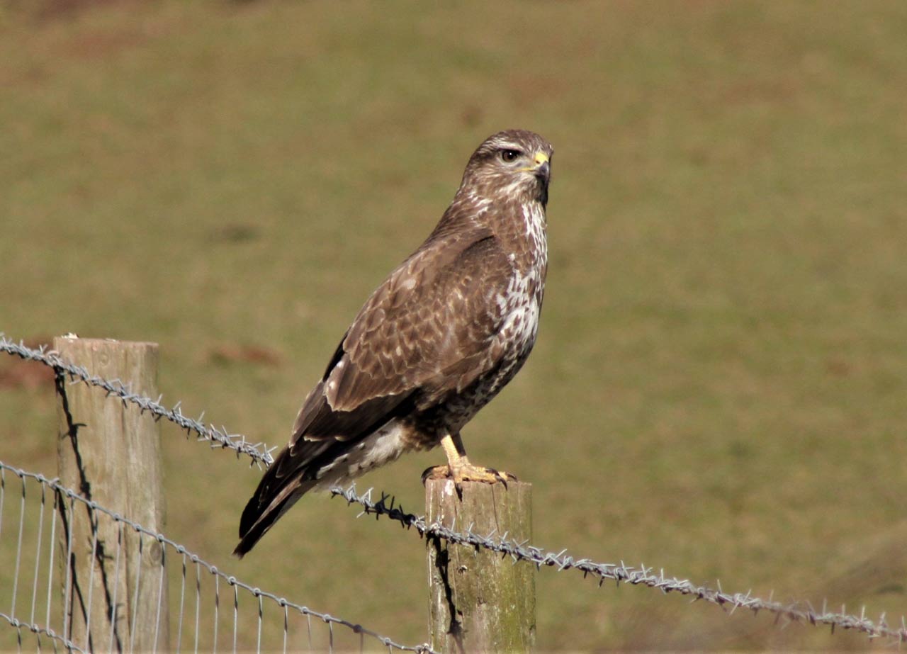 Buzzard  Buzzard