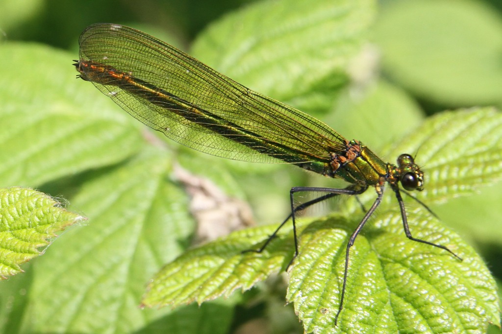 Banded Agrion Female  Banded Agrion Female