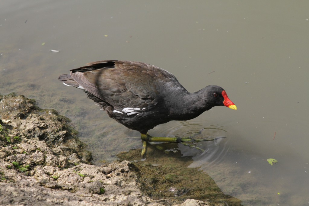 Moorhen