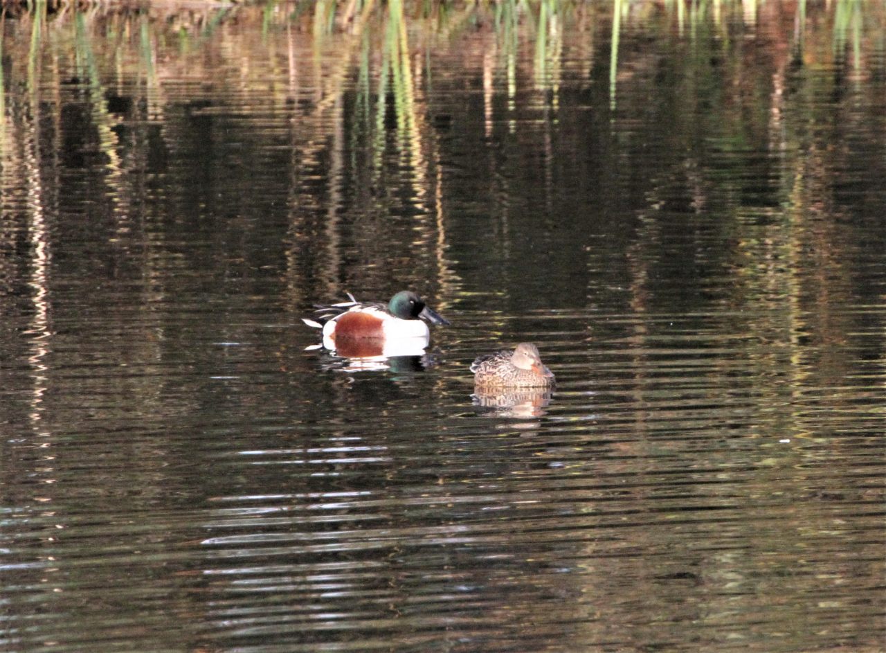 Pair of Shovelers  Pair of Shovelers