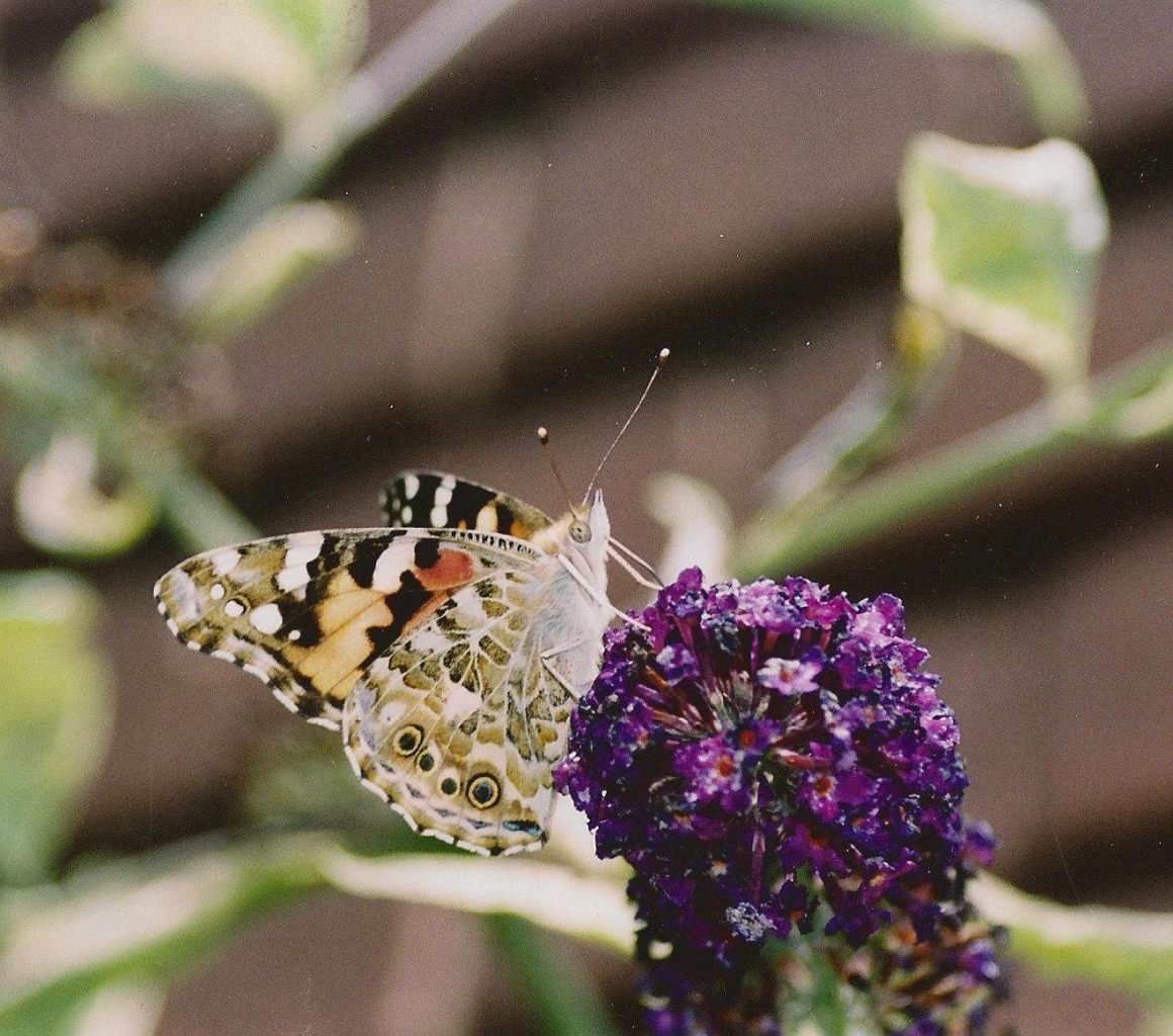Painted Lady Butterfly