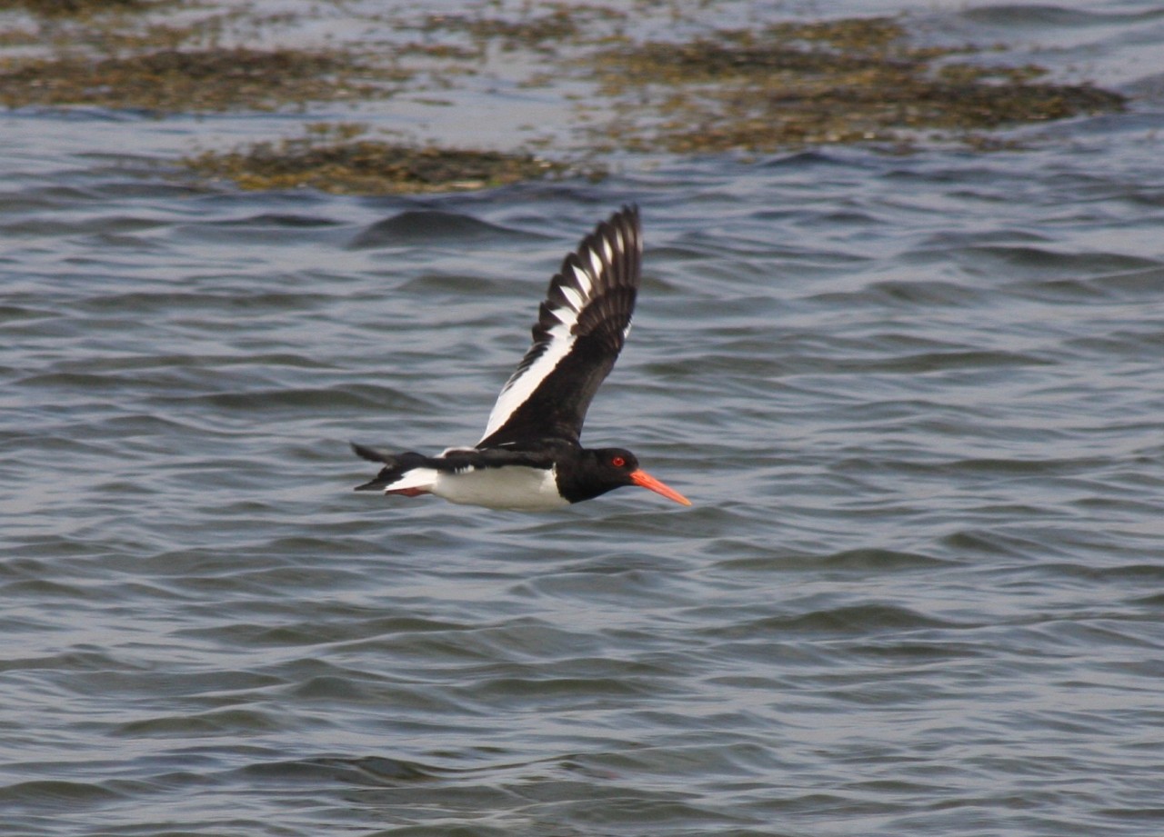 Oystercatcher  Oystercatcher
