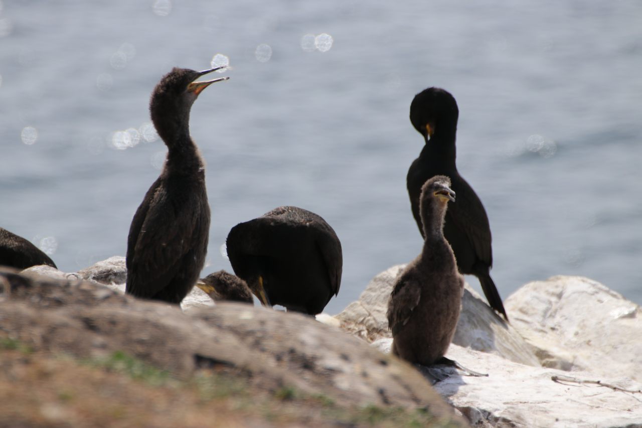 Cormorants  Cormorants