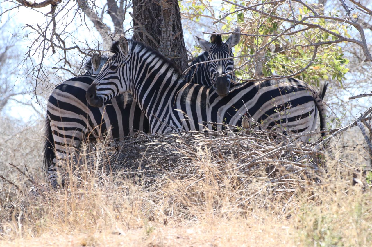 Zebra on the plains  Zebra on the plains