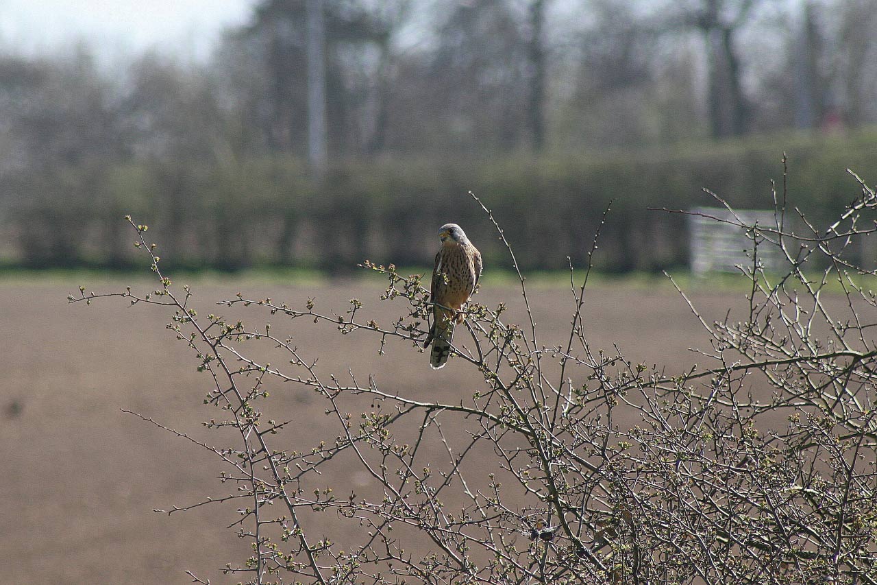Kestrel  Kestrel