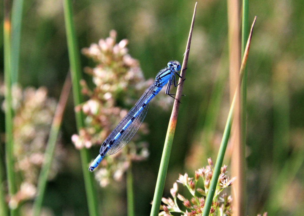 Common Blue Damselfly  Common Blue Damselfly