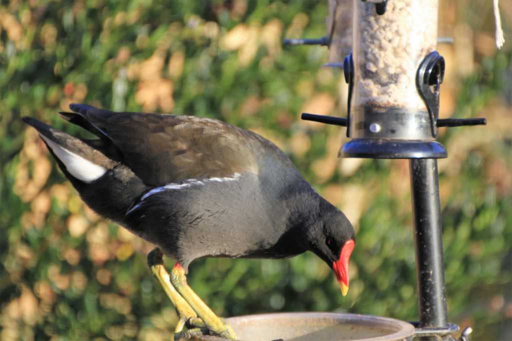 Moorhen
