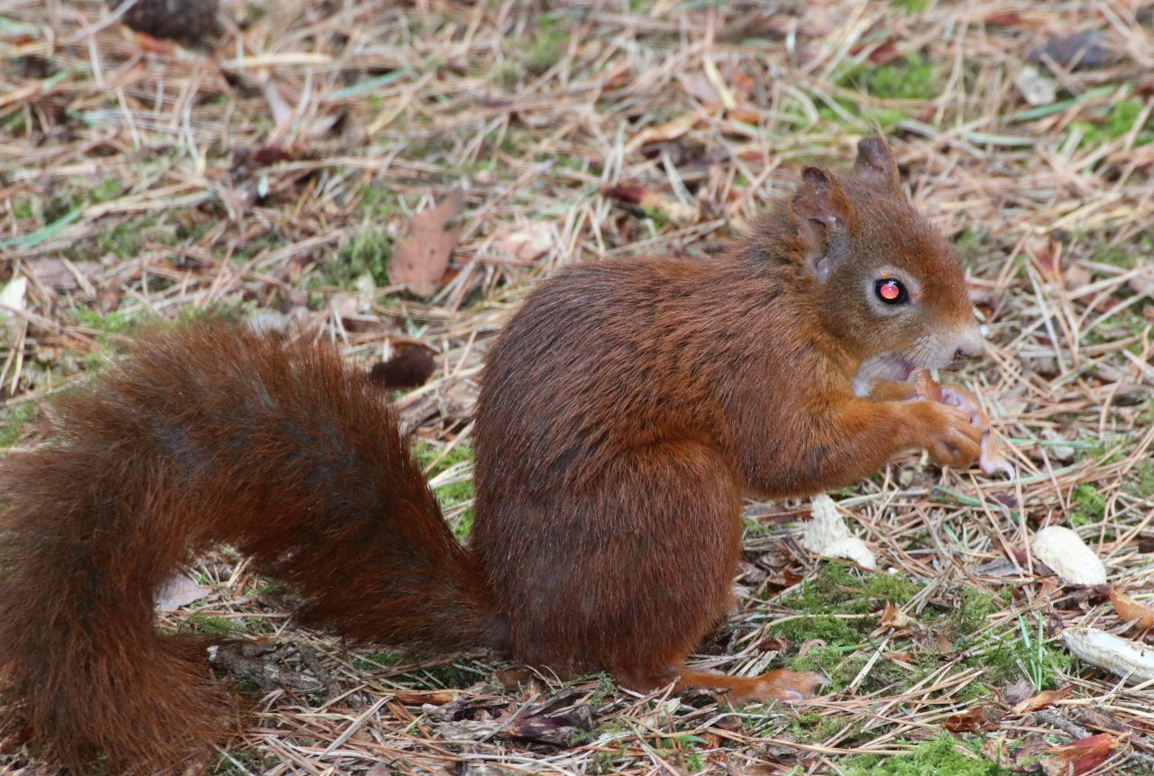 Red Squirrel at Formby