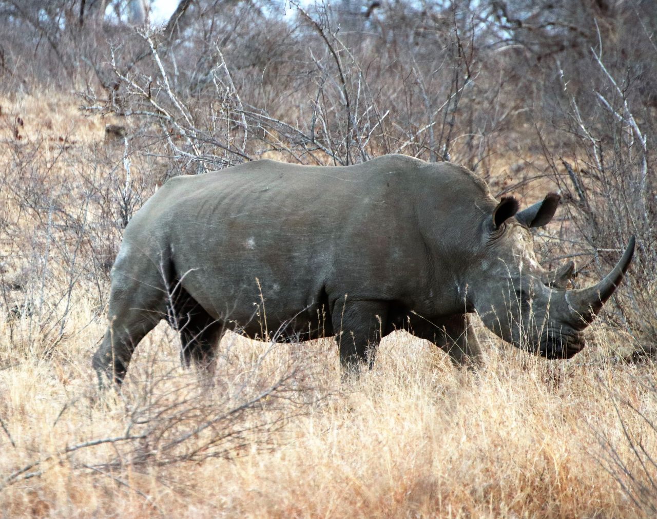 White Rino on the move  White Rino on the move