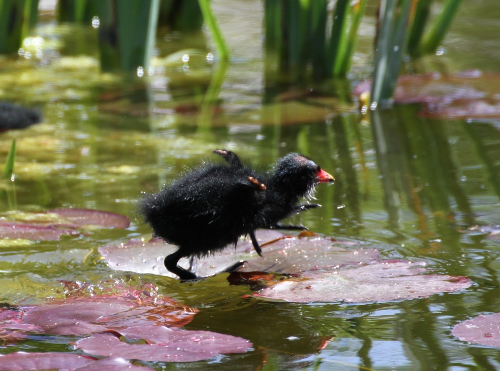 Baby Moorhen