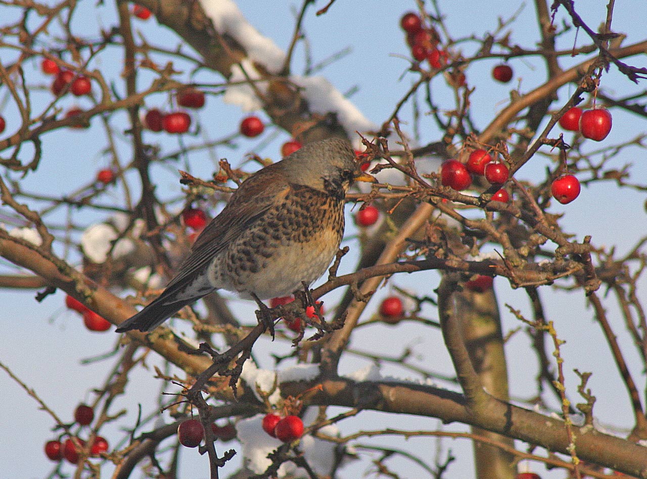 Thrush Fieldfare  Thrush Fieldfare