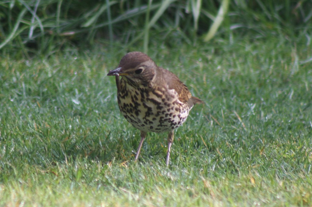 Songthrush
