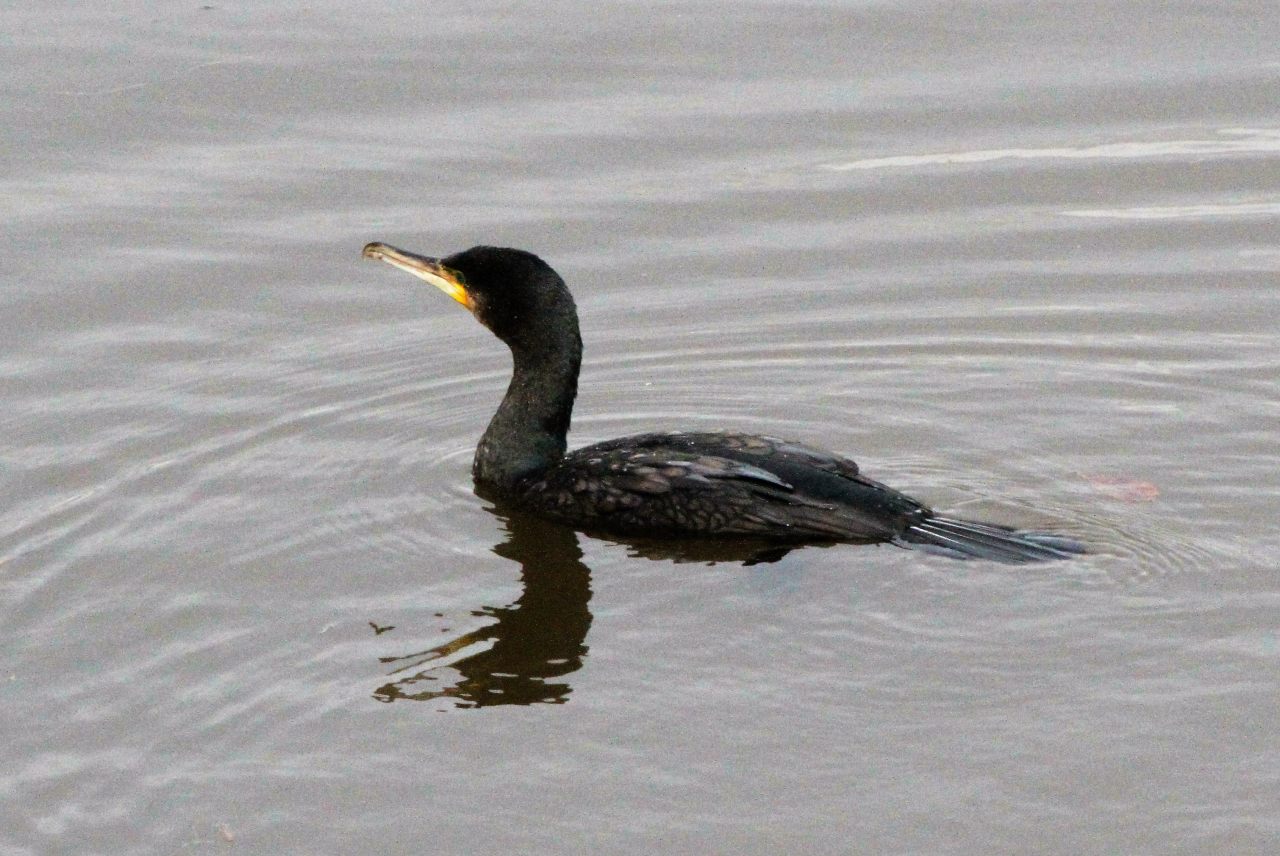 Cormorant  Cormorant