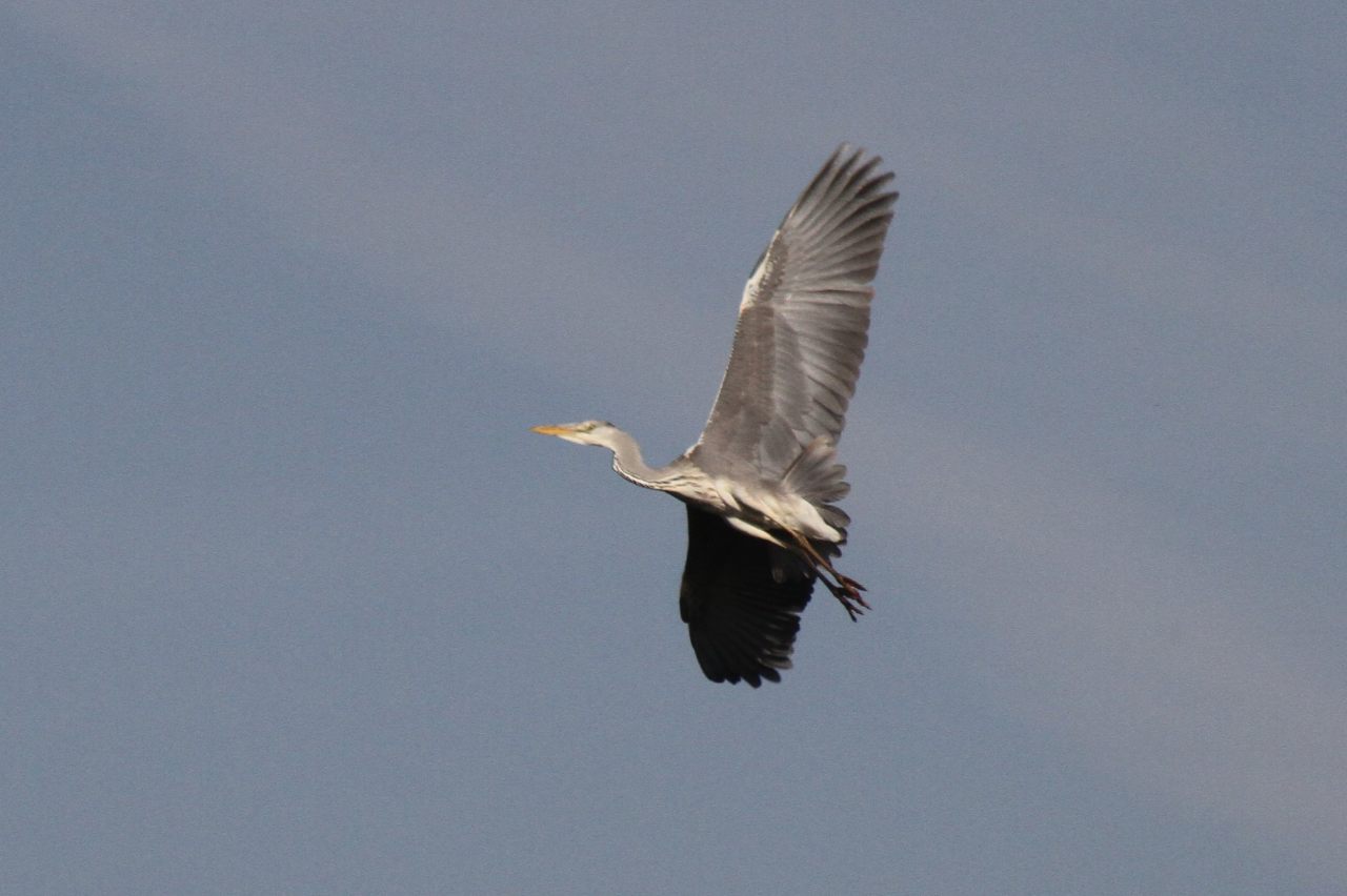 Heron in flight