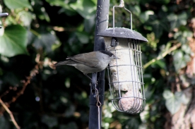 Black Cap