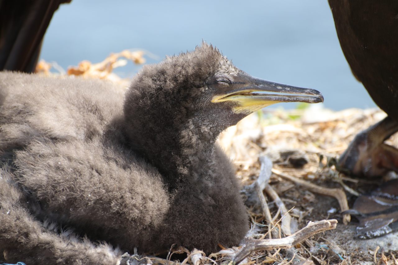 Cormorant Chick  Cormorant Chick