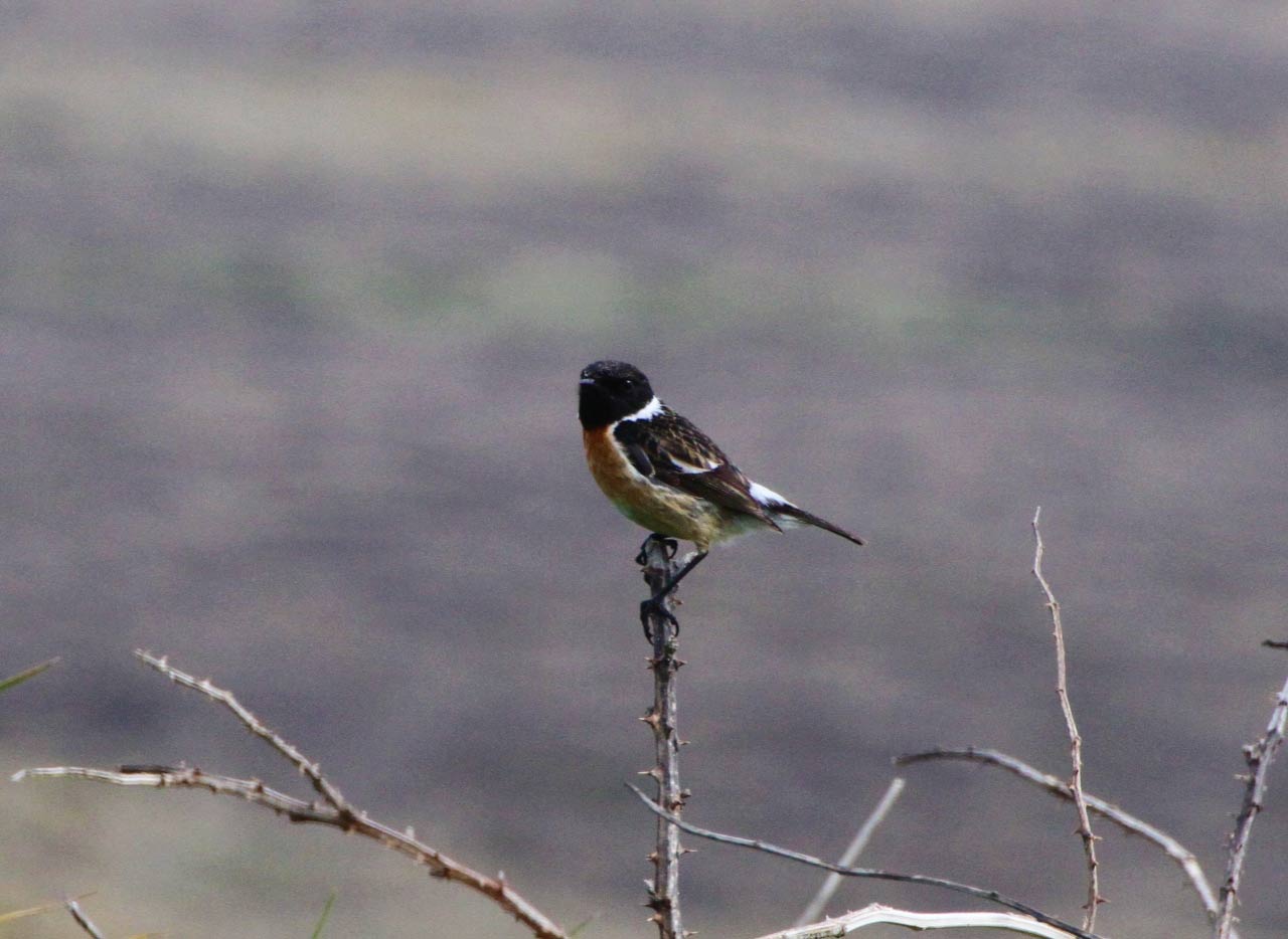 Stonechat  Stonechat