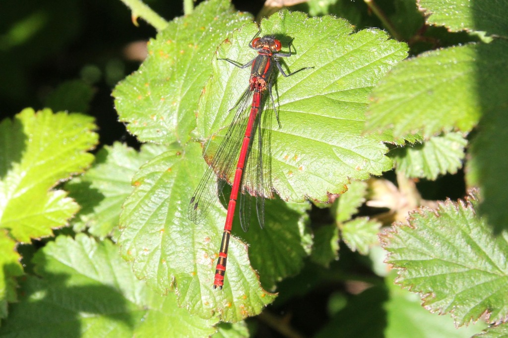 Large Red Damselfly  Large Red Damselfly