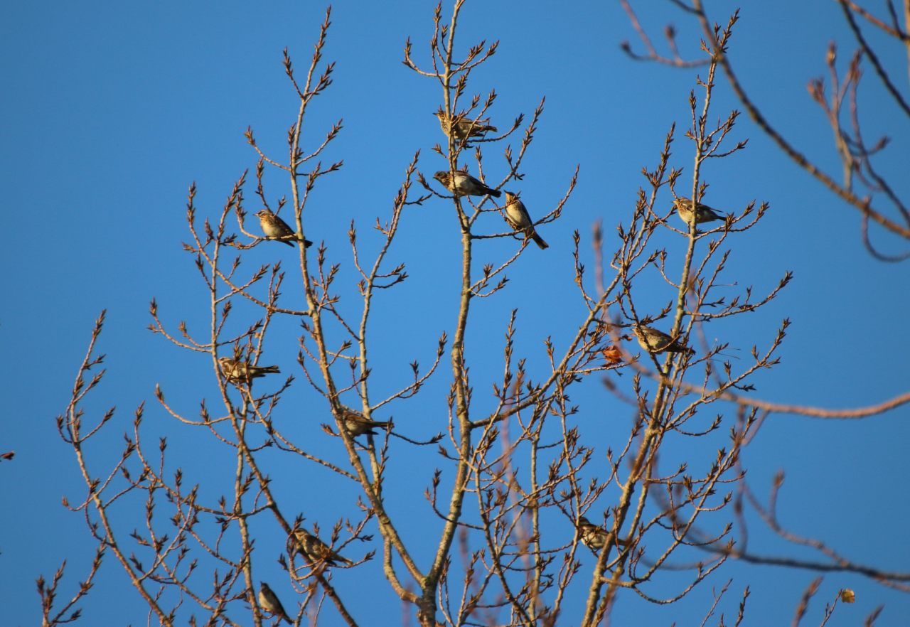 Fieldfares  Fieldfares