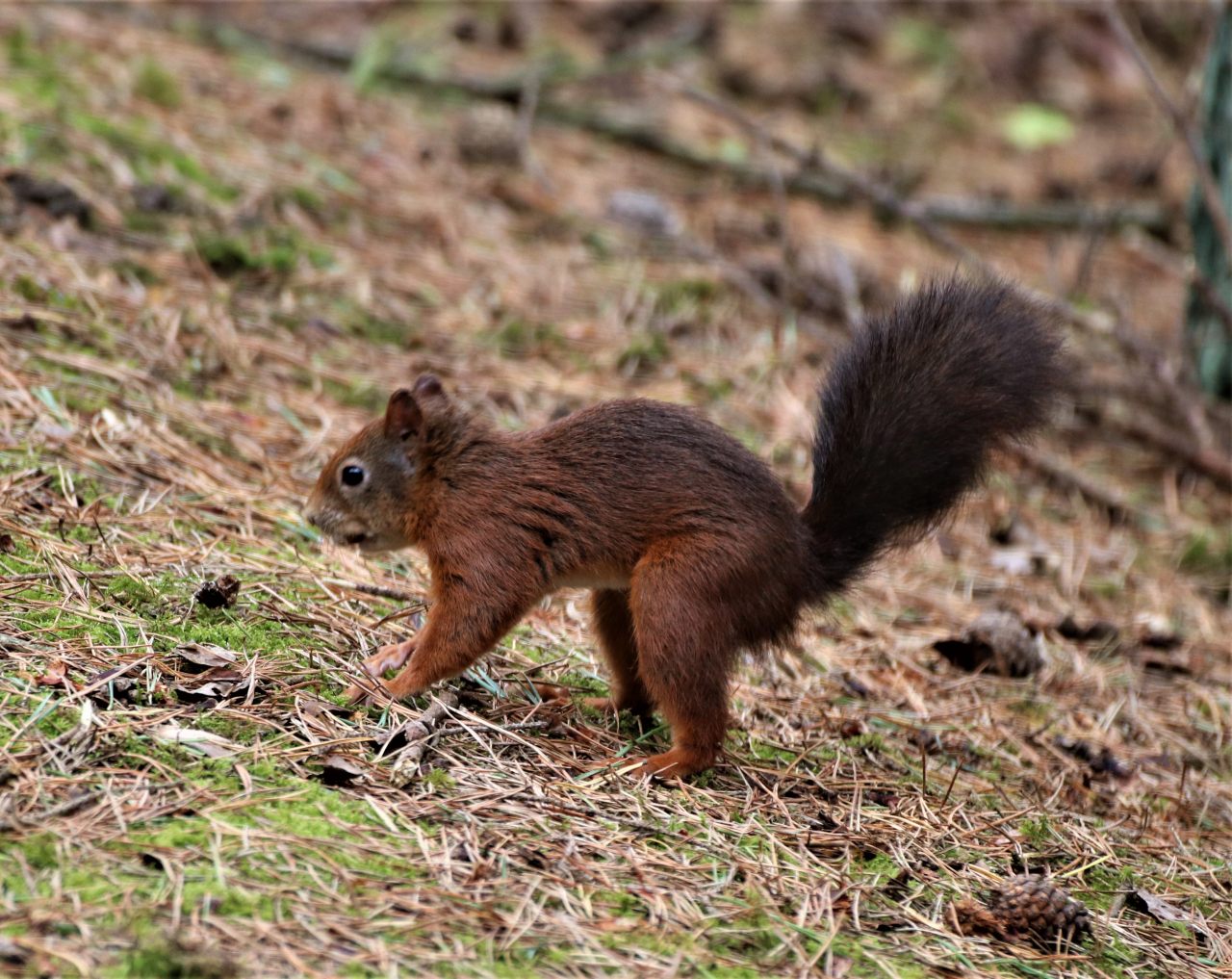 Formby Red Squirrel