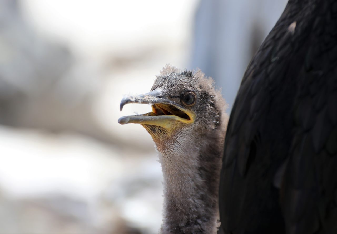 Cormorant Chick  Cormorant Chick