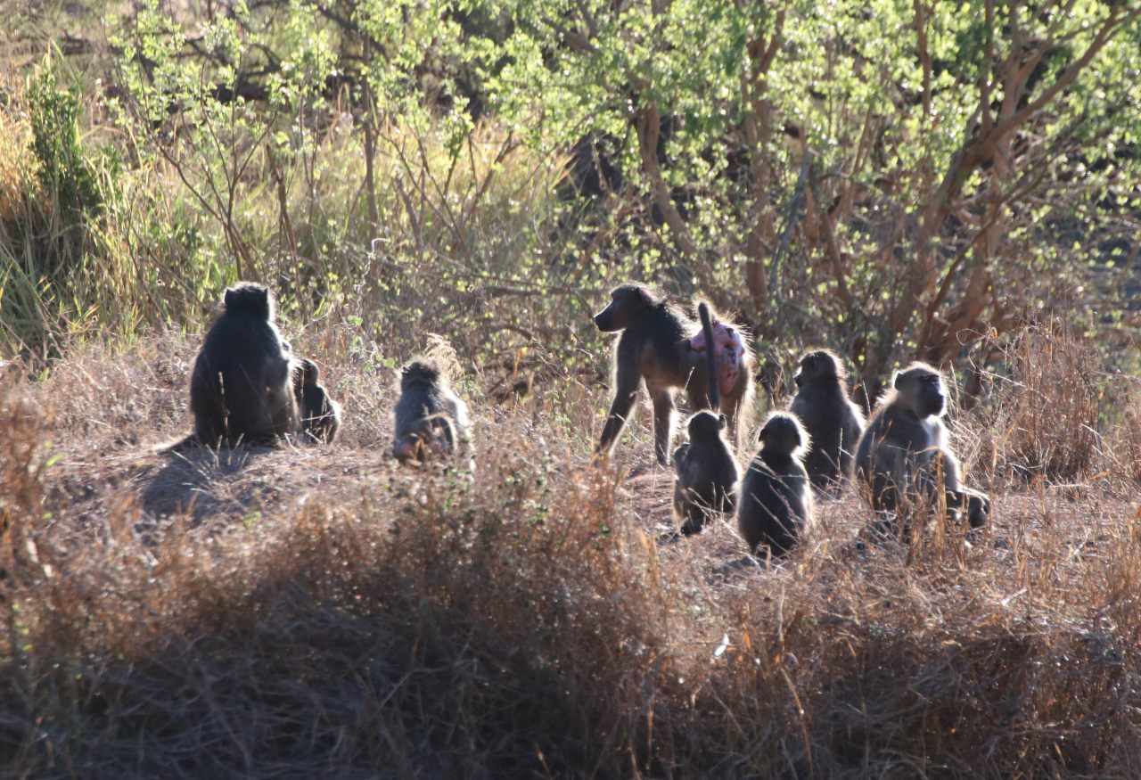 Baboons  Baboons