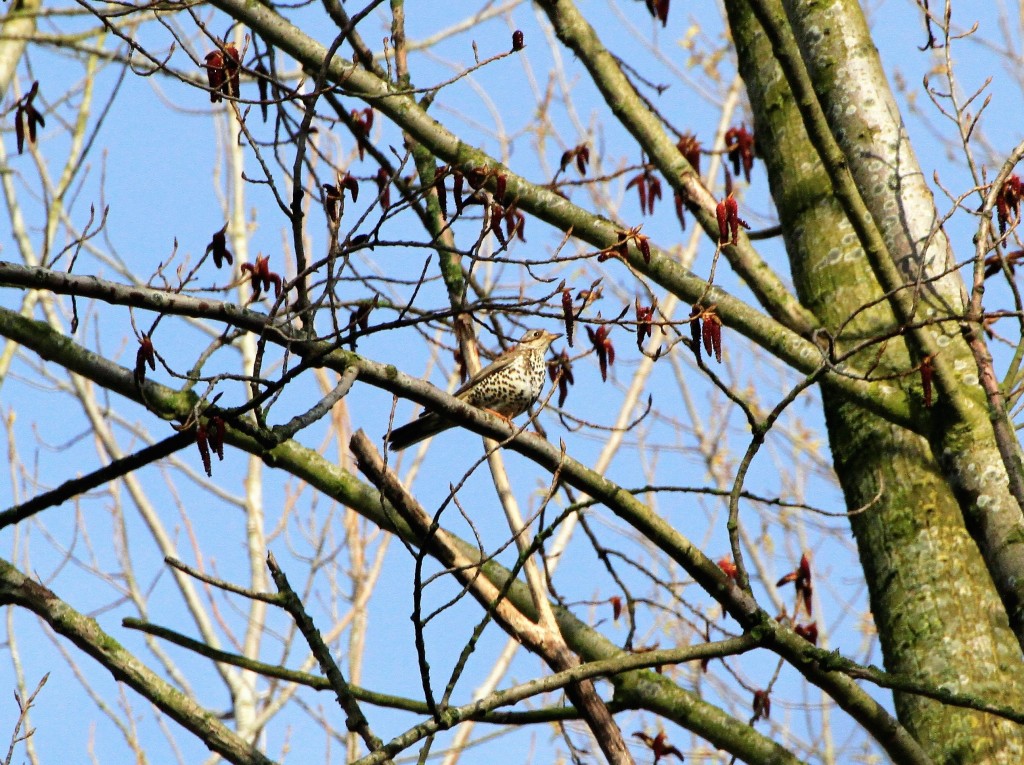 Mistle Thrush