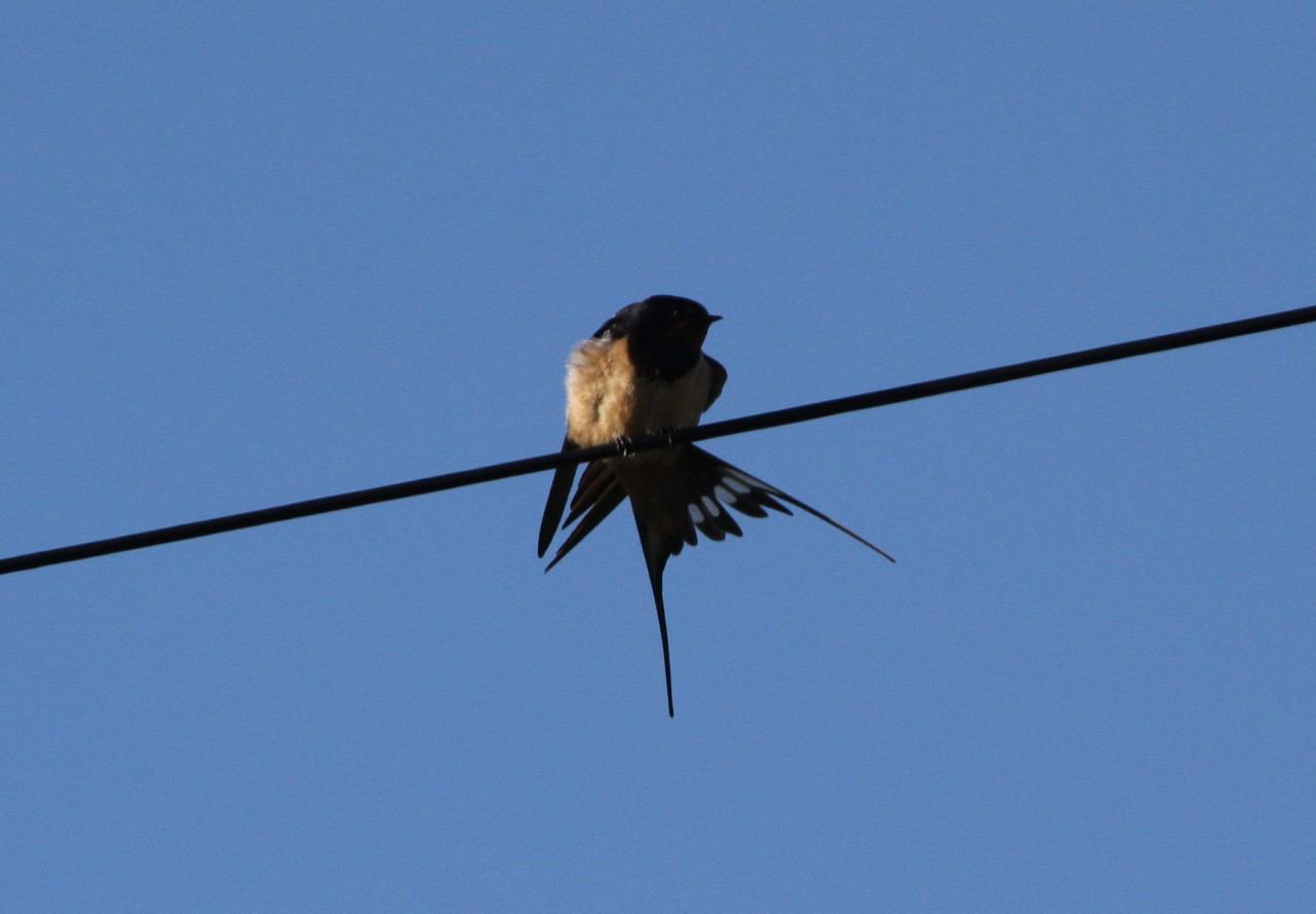 Swallow  Swallow