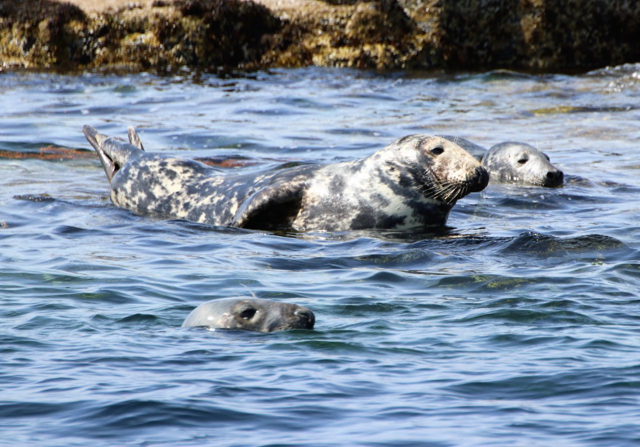 Grey Seals  Grey Seals