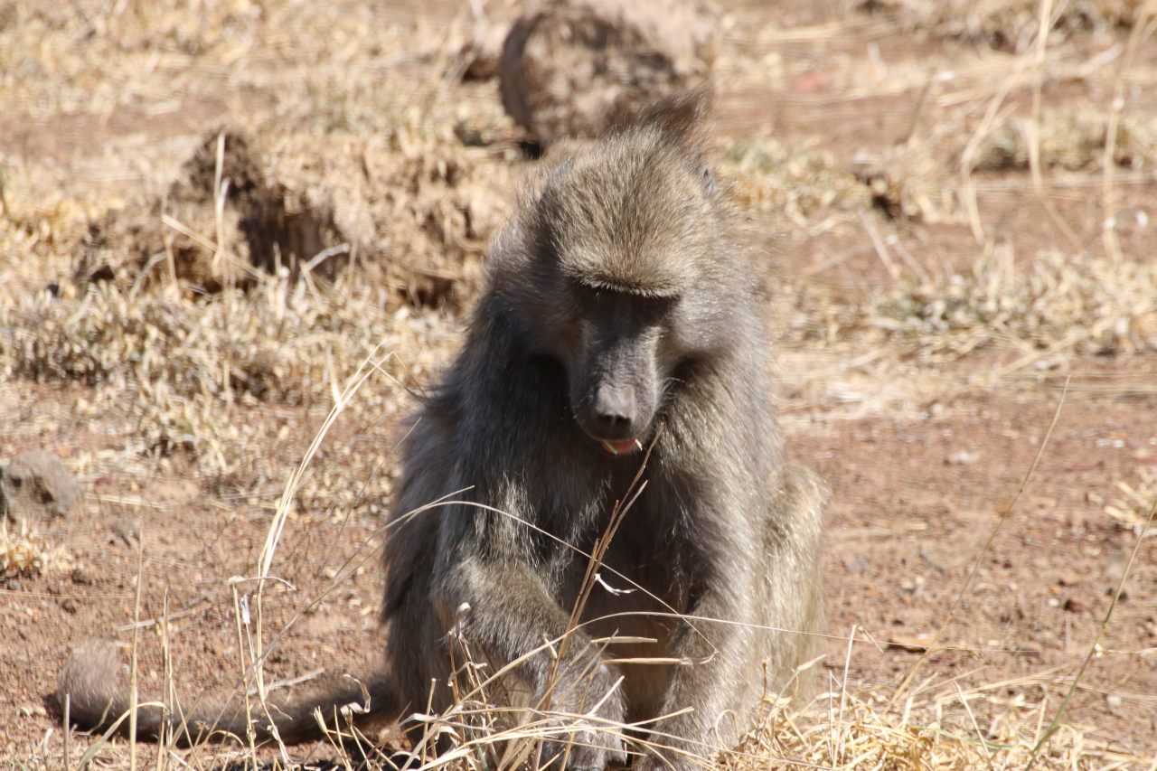 Male Baboon  Male Baboon
