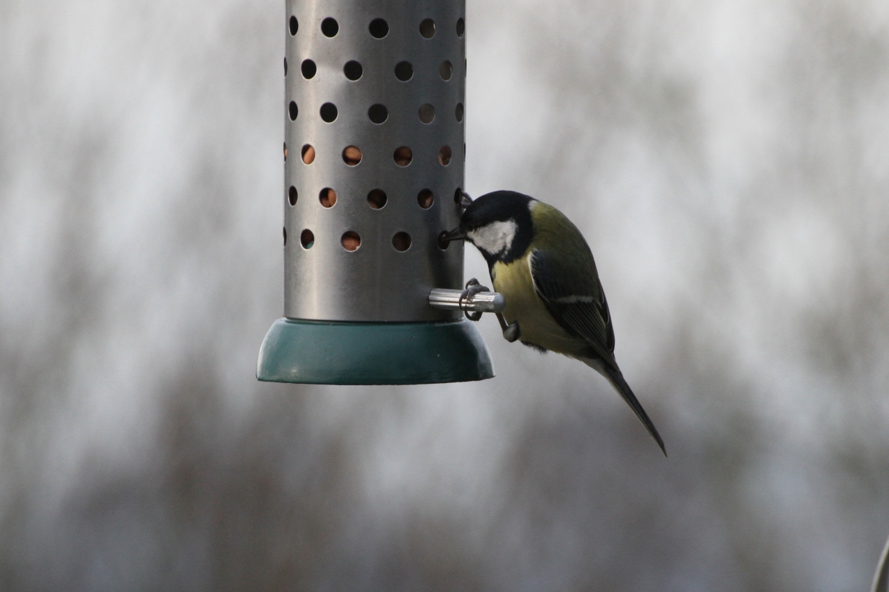 Great Tit