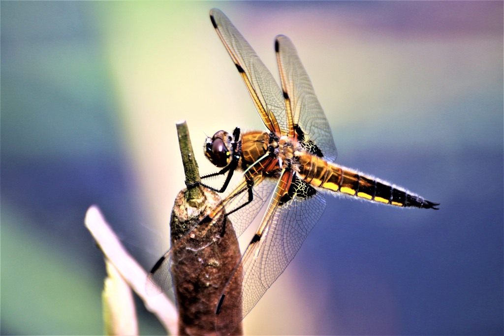 Spotted Chaser  Spotted Chaser