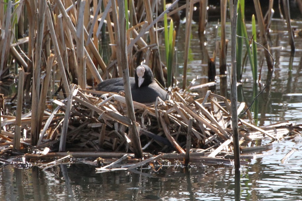 Coot on Nest