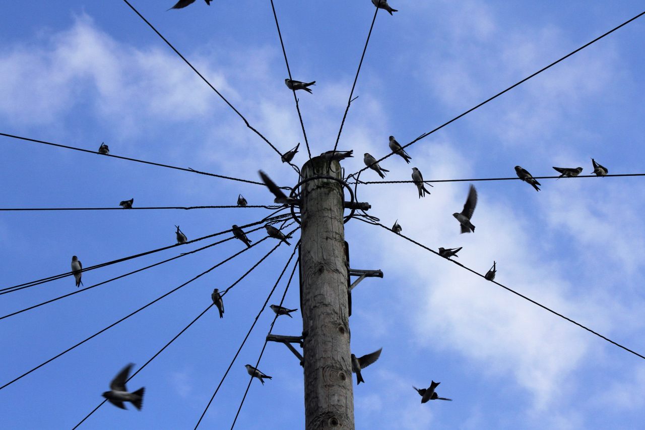 Swallows on the wires