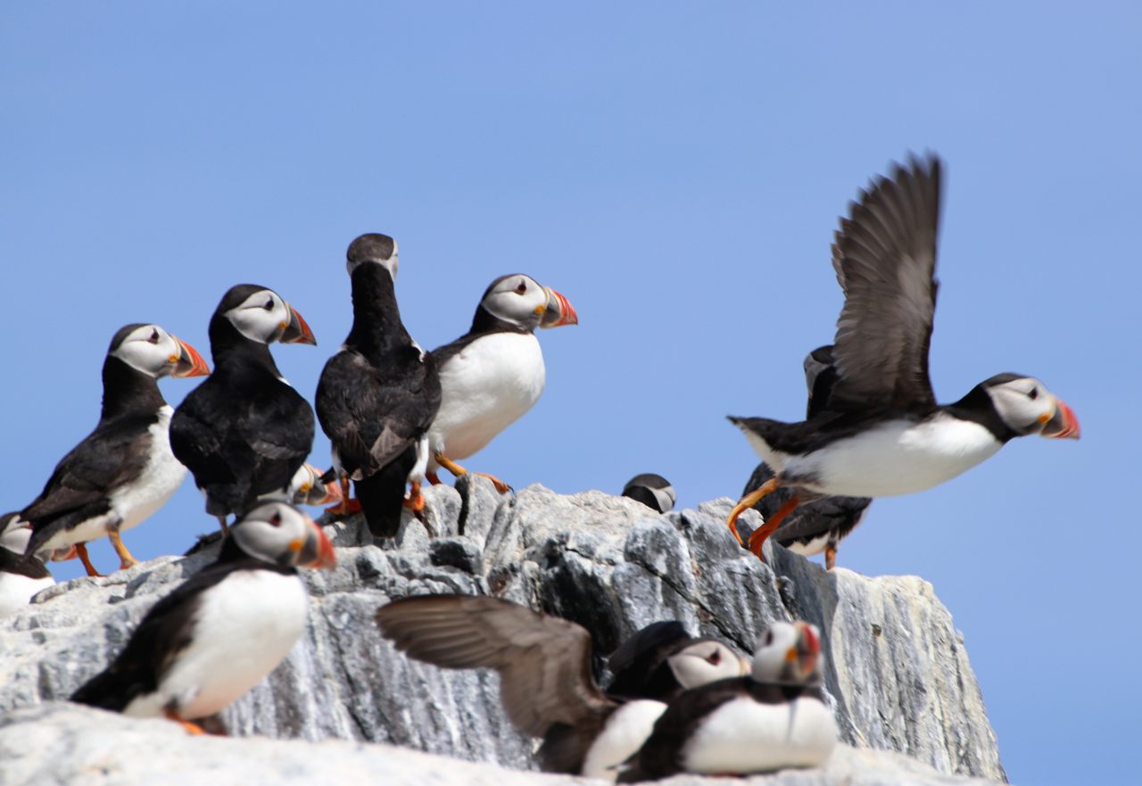 Puffins  Puffins