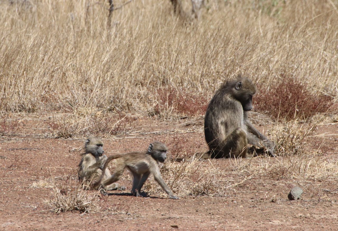 Baboon and twins  Baboon and twins
