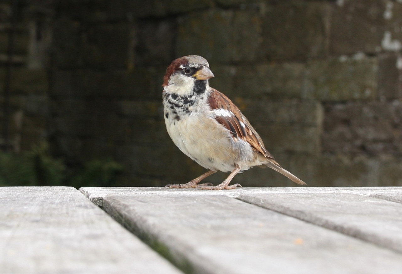 House Sparrow