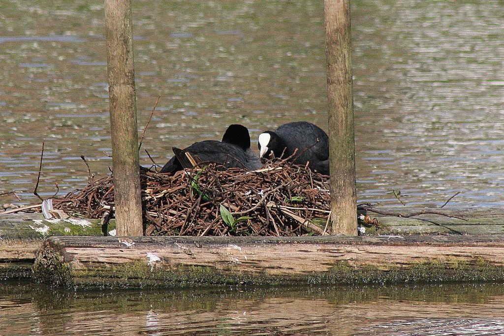 Coot Nest