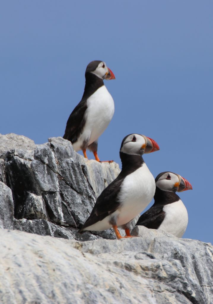 Puffins  Puffins