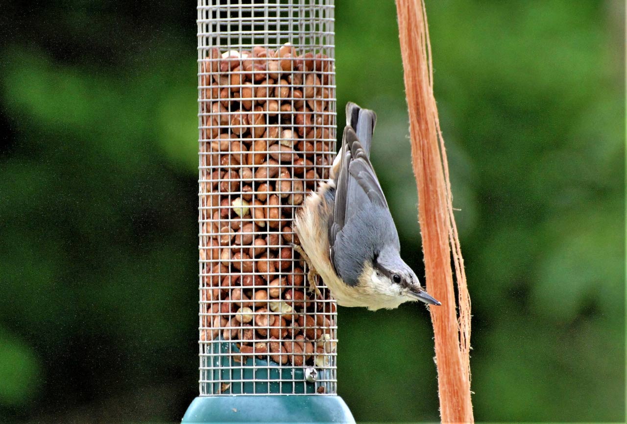 Nuthatch