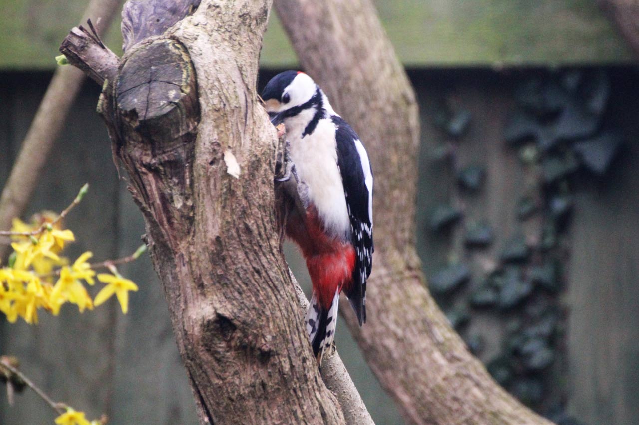 Great Spotted Woodpecker