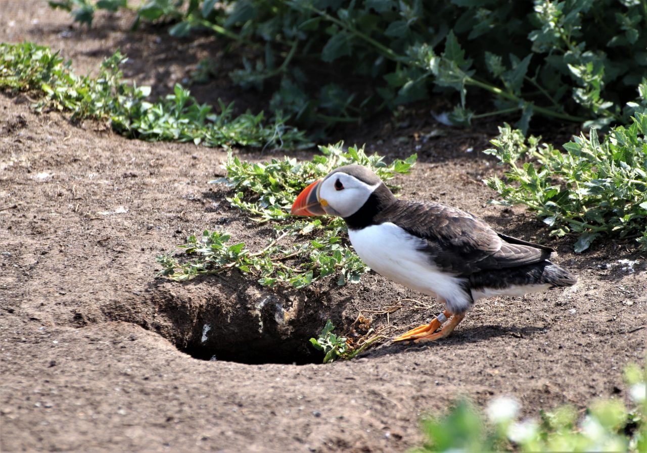 Puffin by its Burrow  Puffin by its Burrow
