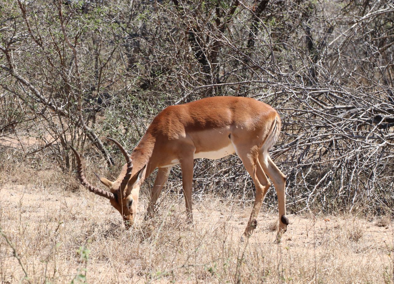 Impalla feeding  Impalla feeding